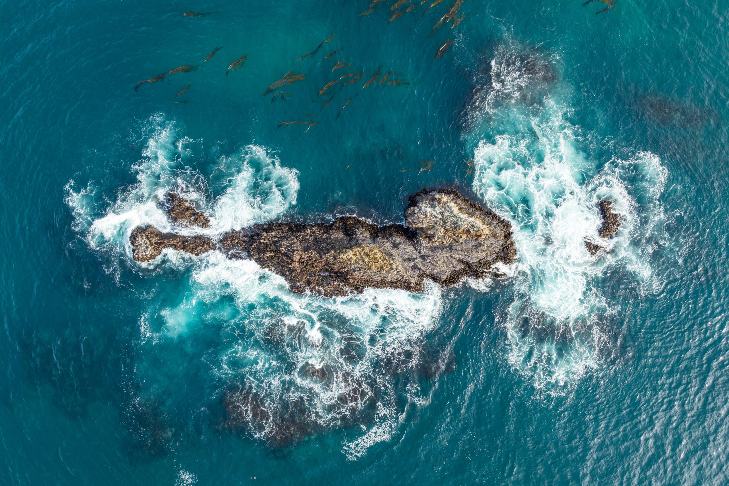 Navigating Nature A Sailor's Guide to Florida’s Marine Wildlife