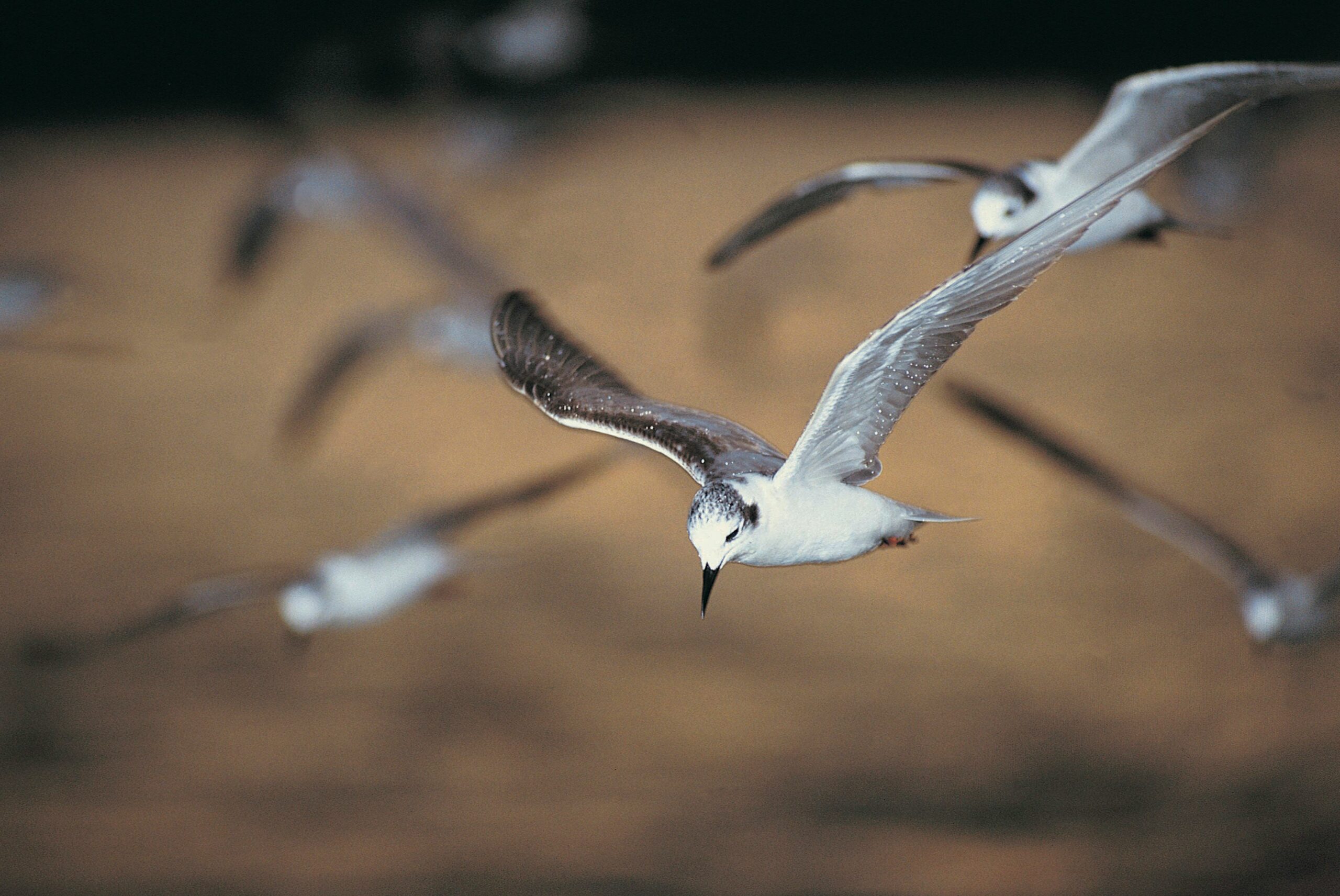 Top Sailing Routes for Birdwatching in Florida's Waters